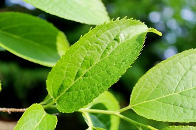 Eucommia ulmoides - gumojilm jilmovitý - jarní list